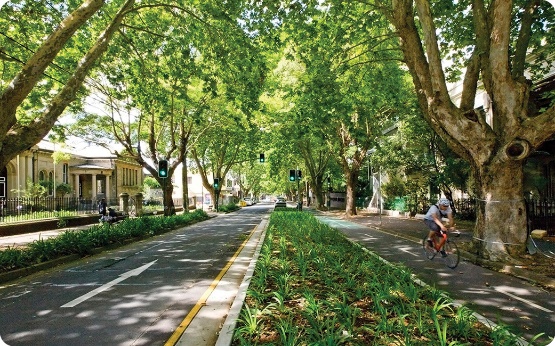 A one way street, with a cycleway separated from the road by a wide area of planting. There are large trees overhanging the street and making shade.