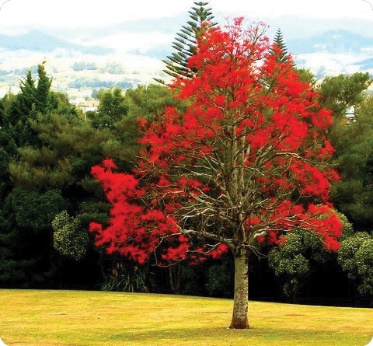A tree with red leaves.