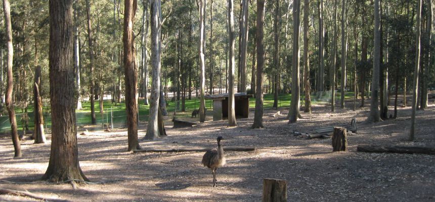 Feed the Emus Blackbutt Reserve Newcastle